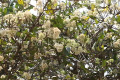 Ixora arborea